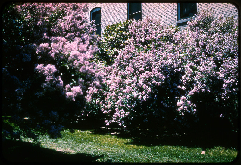 A photographic slide displaying a series of large bushes of pink roses in front of a brick building. There is a small footpath in the grass leading into the bushes.