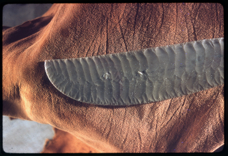 A photographic slide of the distal end of an intricately serrated lithic biface.