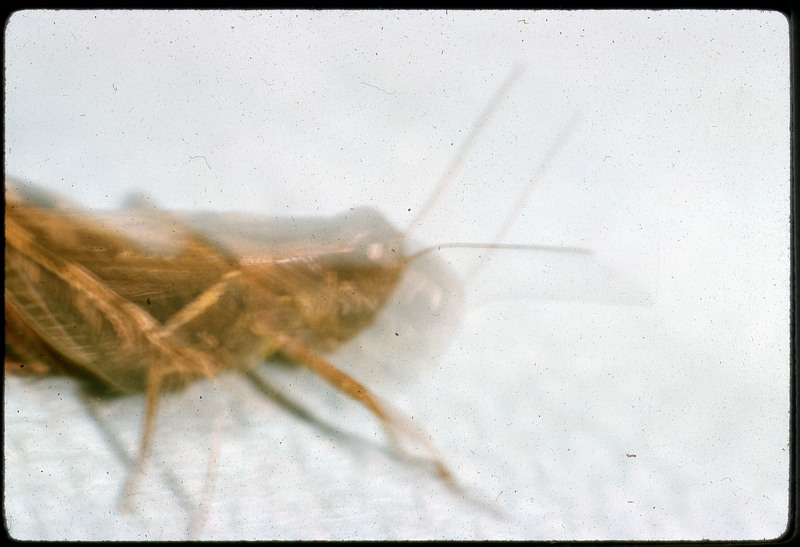 A photographic slide of a blurry macro of a grasshopper.