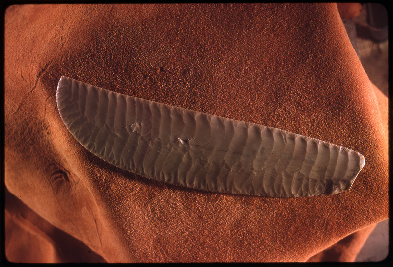 A photographic slide of an intricately serrated lithic biface.