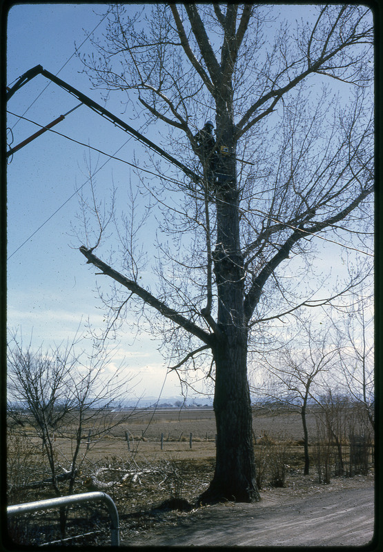 A photographic slide of a person lifted into a tree by heavy equipment.