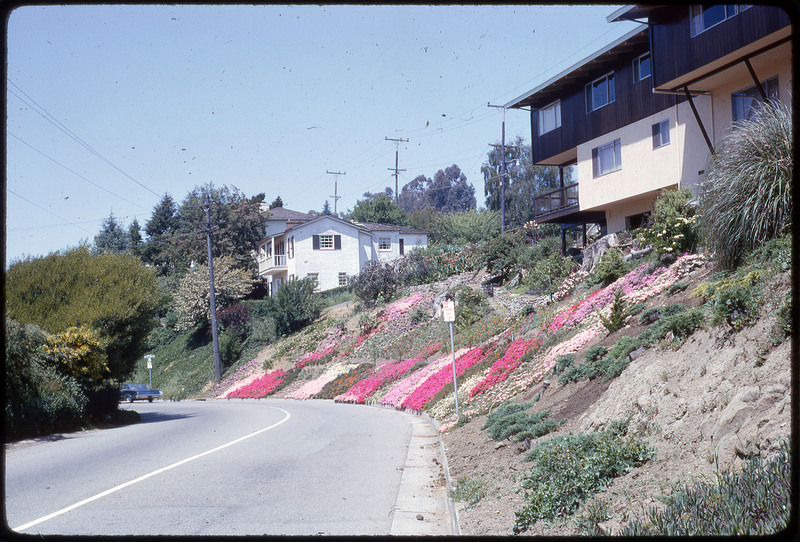 A photographic slide of a flower path between a road and a set of houses.