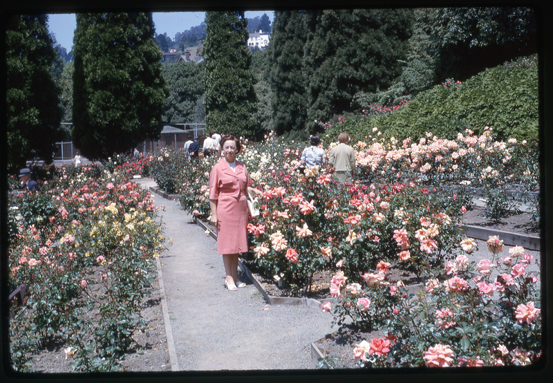 A photographic slide of Evelyn Crabtree standing in a rose garden.