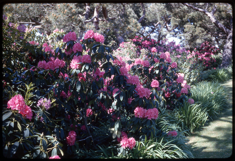 A photographic slide of a bush of vibrant flowers.