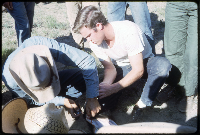 A photographic slide of a group of people watching a bear being skinned with obsidian tools.