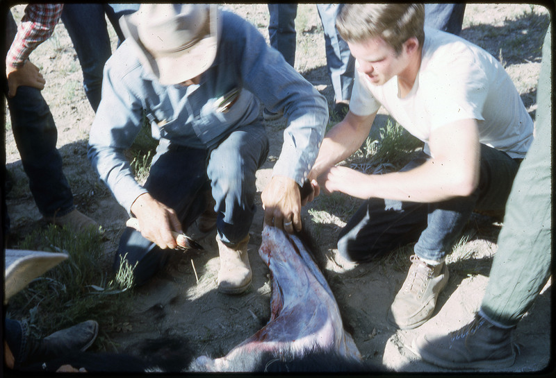 A photographic slide of a group of people watching a bear being skinned with obsidian tools.