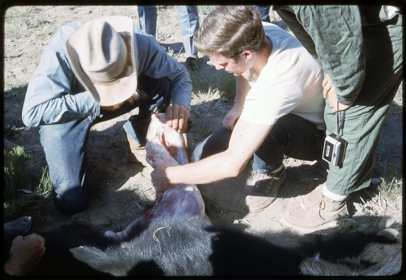 A photographic slide of a group of people watching a bear being skinned with obsidian tools.