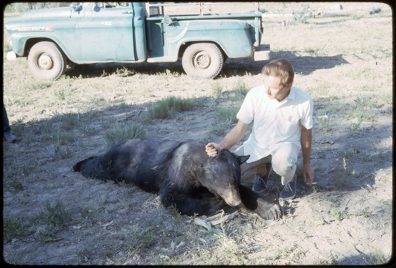 A photographic slide of a man holding the ear of a dead bear.