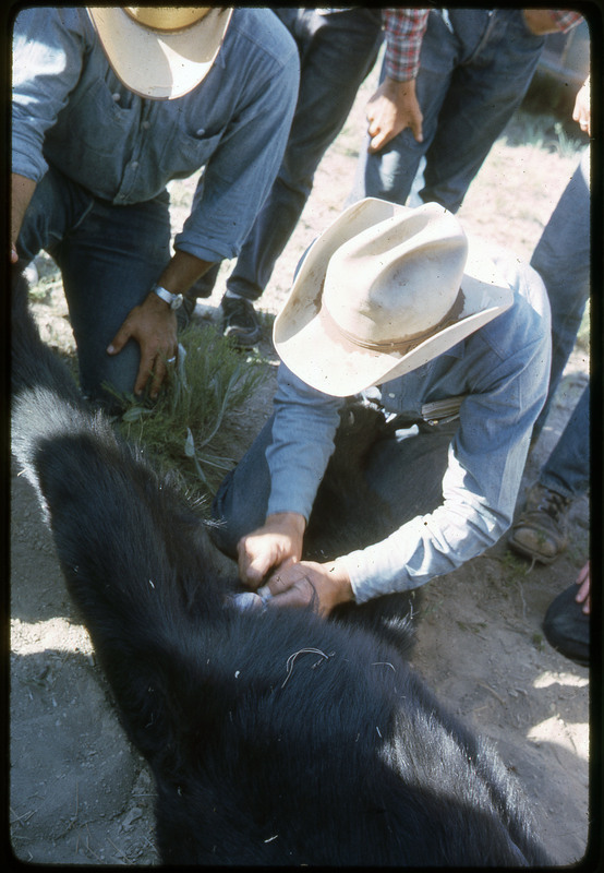 A photographic slide of a group of people watching a bear being skinned with obsidian tools.