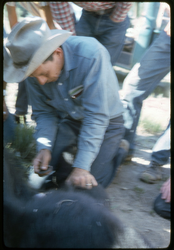 A photographic slide of a group of people watching a bear being skinned with obsidian tools.