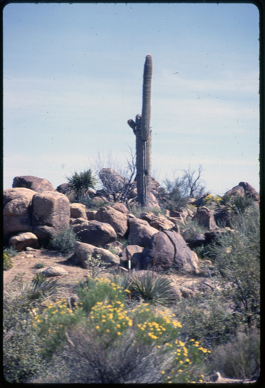 A photographic slide of a tall cactus surrounded by rocks and wildflowers.