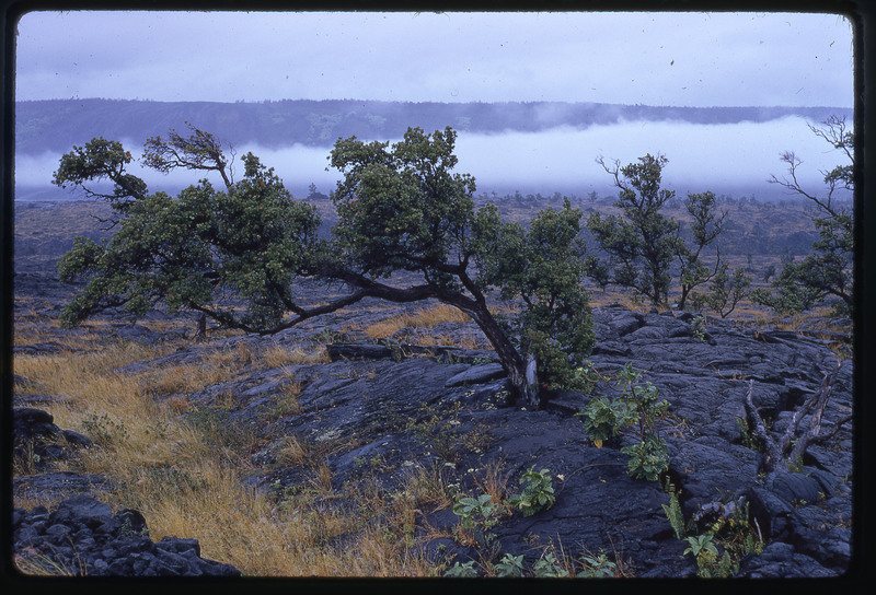 A photographic slide of trees growing on the side of hills made of volcanic rock.