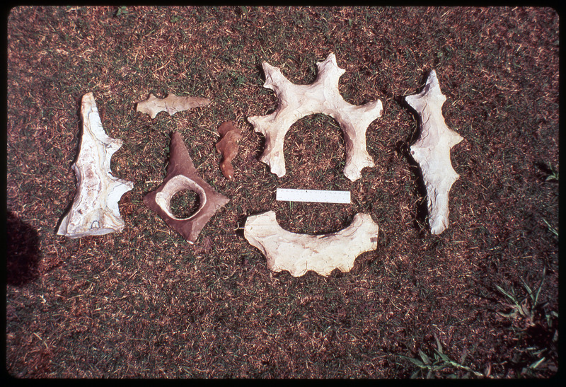 A photographic slide of flintknapped materials in unique shapes placed on grass.