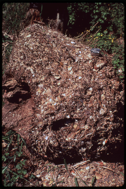 A photographic slide of a pile of debitage outdoors. There are many flakes in the pile and grass surrounding.