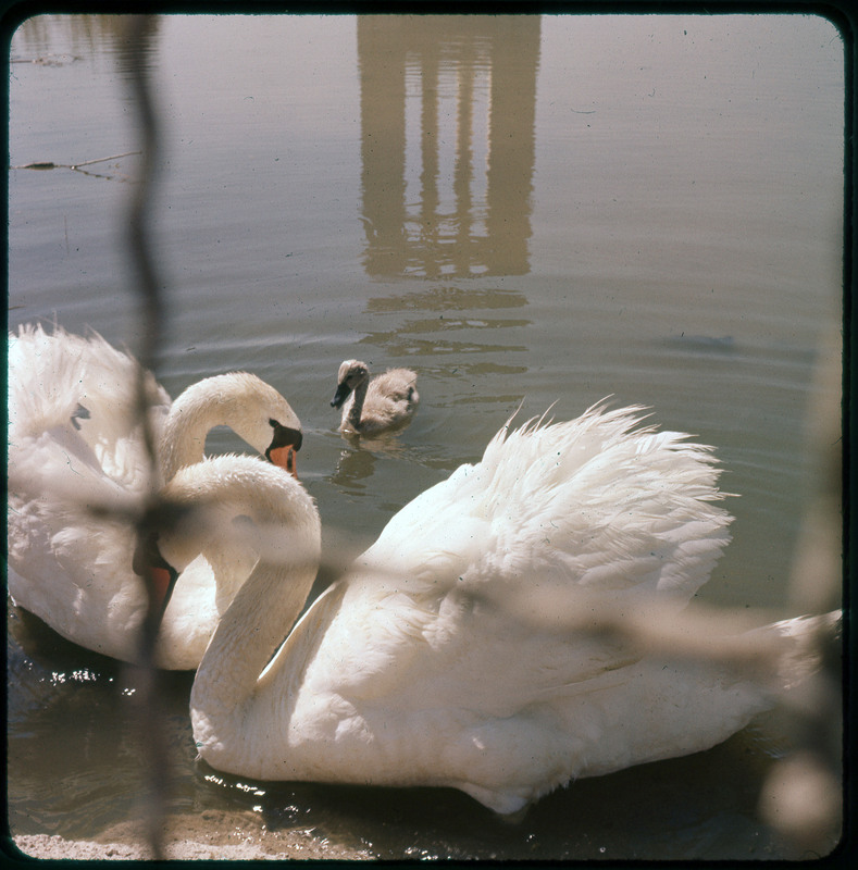 A photographic slide of two adult swans and a duckling. They are in a body of water.