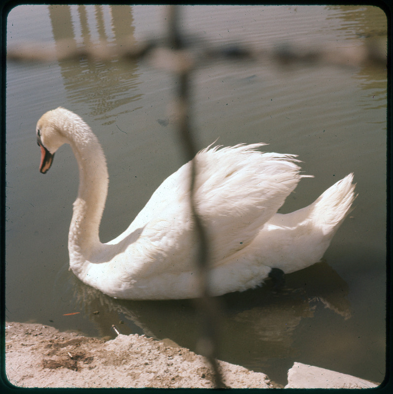 A photographic slide of a swan swimming in water.