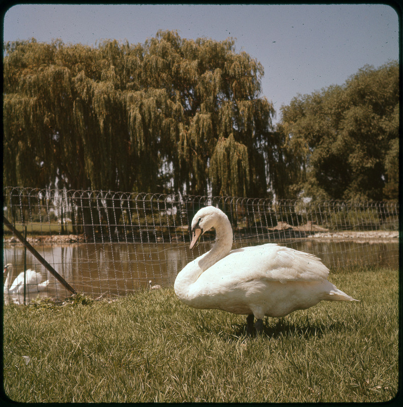 A photographic slide of a swan on grass. There is another swan in the water. and a large tree in the background.