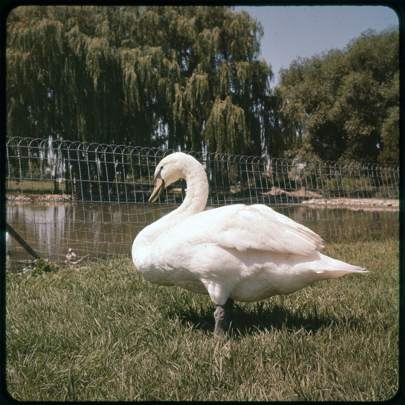 A photographic slide of a swan standing on grass in front of a fenced in body of water. There is a large tree in the background.