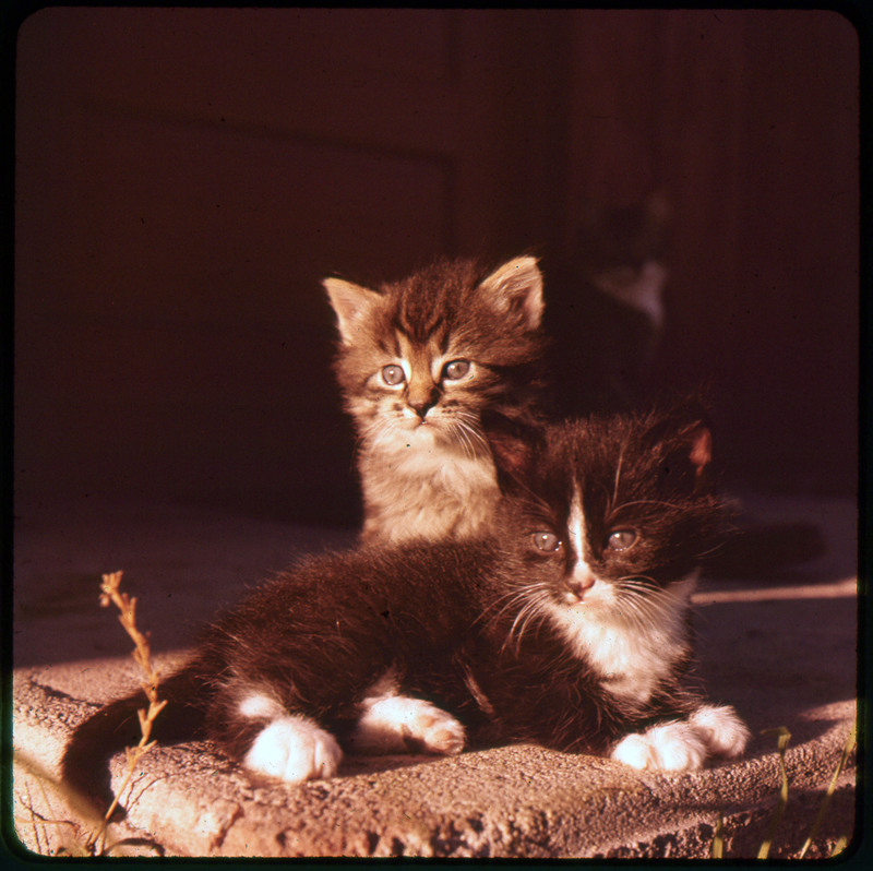 A photographic slide of a black and white kitten.