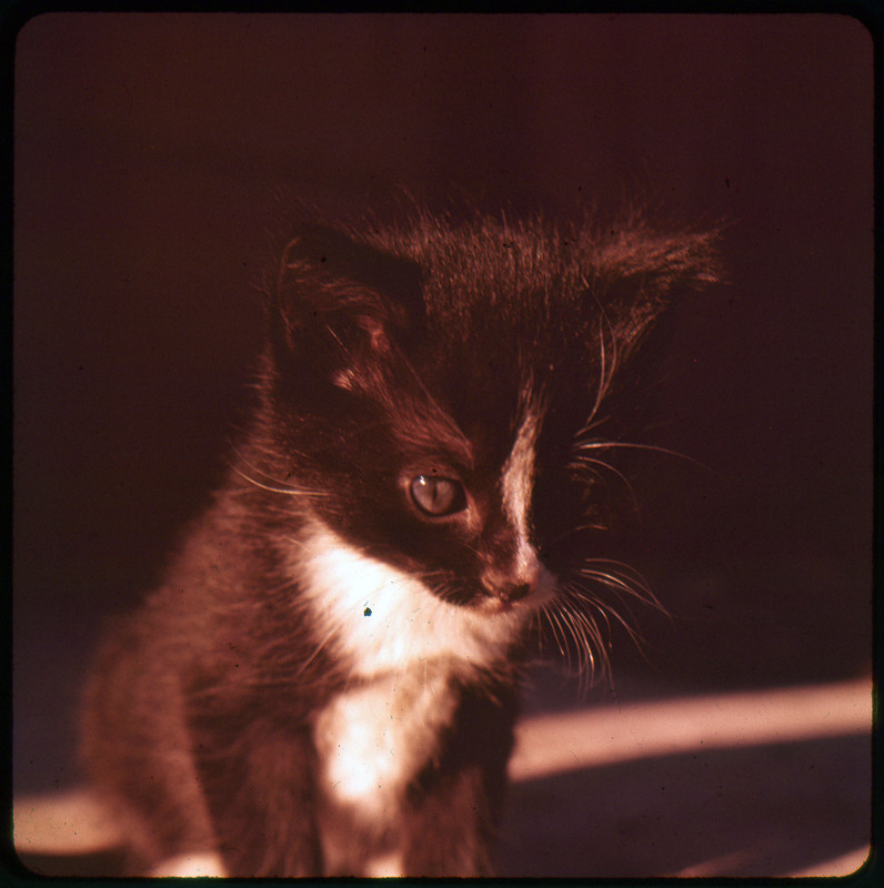 A photographic slide of two kittens in the sunlight. One is striped and the other in black and white.