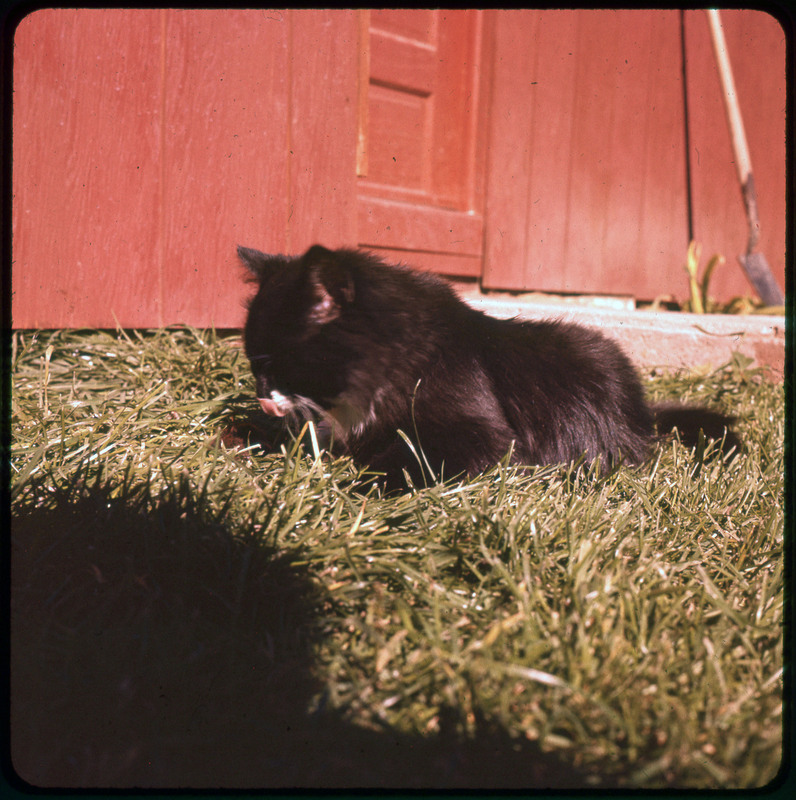 A photographic slide of a kitten laying in the grass outside a red barn.