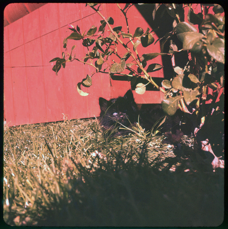 A photographic slide of a black kitten sitting in front of a red barn and behind a plant.