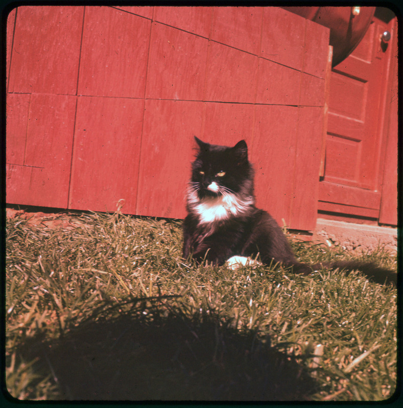 A photographic slide of a black and white cat sitting outside in front of a barn and in grass.