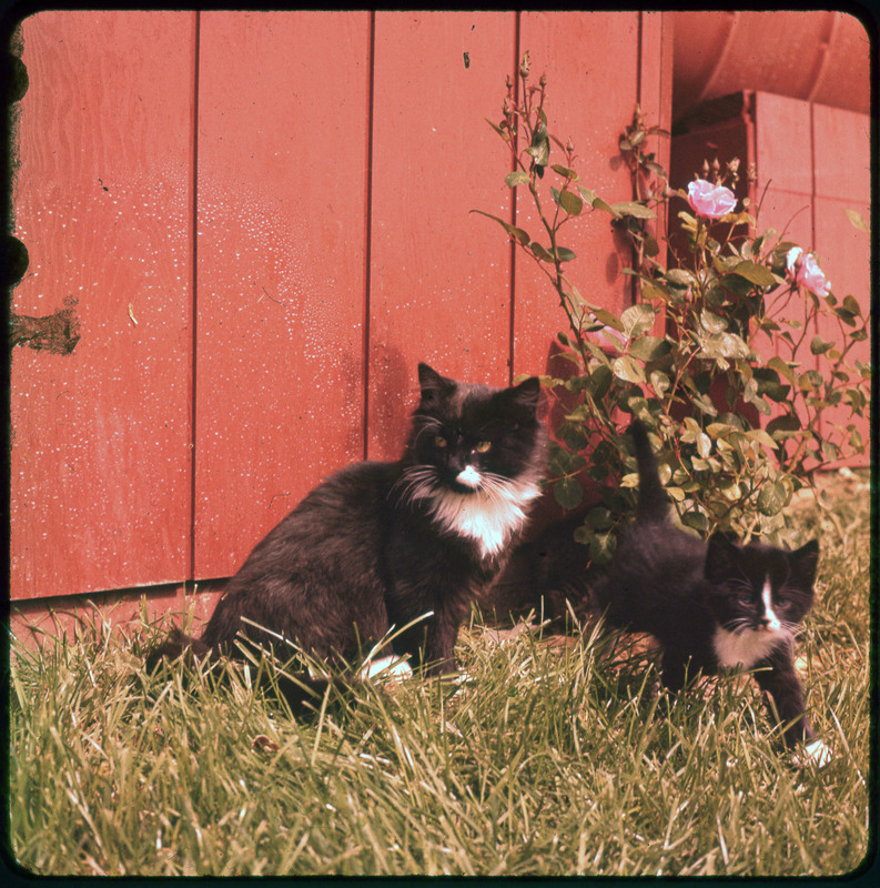 A photographic slide of two black and white cats sitting outside in front of a barn. One appears to be a kitten.