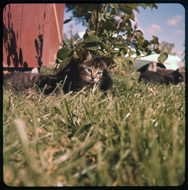 A photographic slide of a cat sitting in the grass outside. The cat is in front of a red barn.