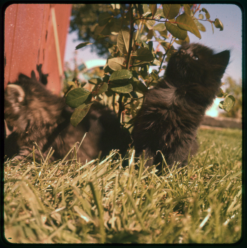 A photographic slide of two cats sitting outside in grass. They look like kittens. One is black and the other is striped.