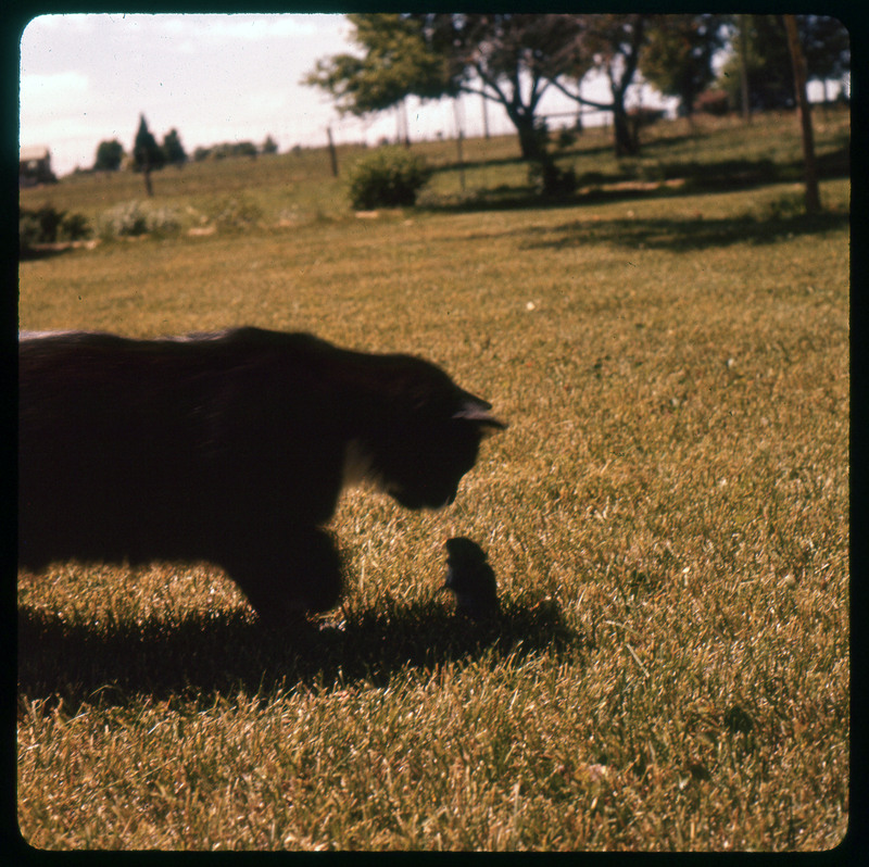 A photographic slide of a cat staring over a mouse on a large lawn. Its paw is up about to strike.