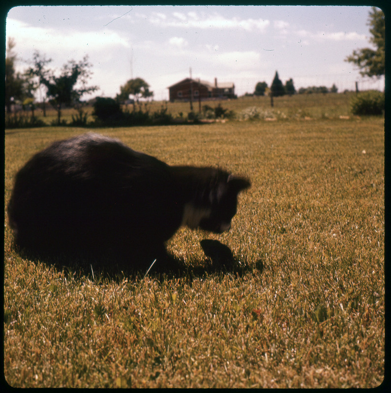 A photographic slide of a cat standing over a mouse and the mouse crouched below. There is a large lawn that they are on.