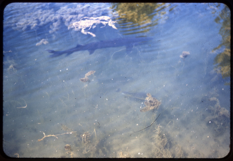 A photographic slide of ocean water. You can see some ocean life including a shark and seaweed.