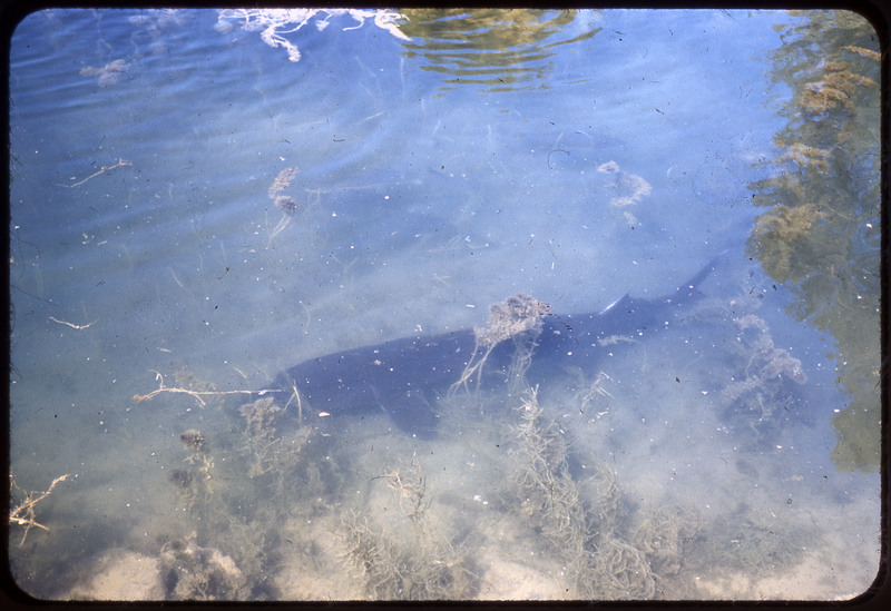 A photographic slide of a shark swimming in ocean water. There is also some seaweed.