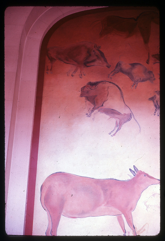 A photographic slide of bulls and horses painted on to a wall. They appear ancient.