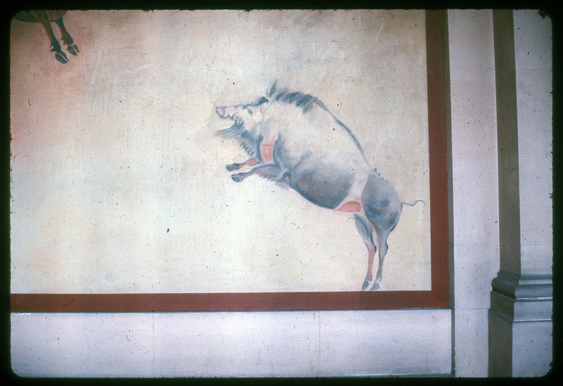 A photographic slide of bulls painted on to a wall. The paintings appear ancient.