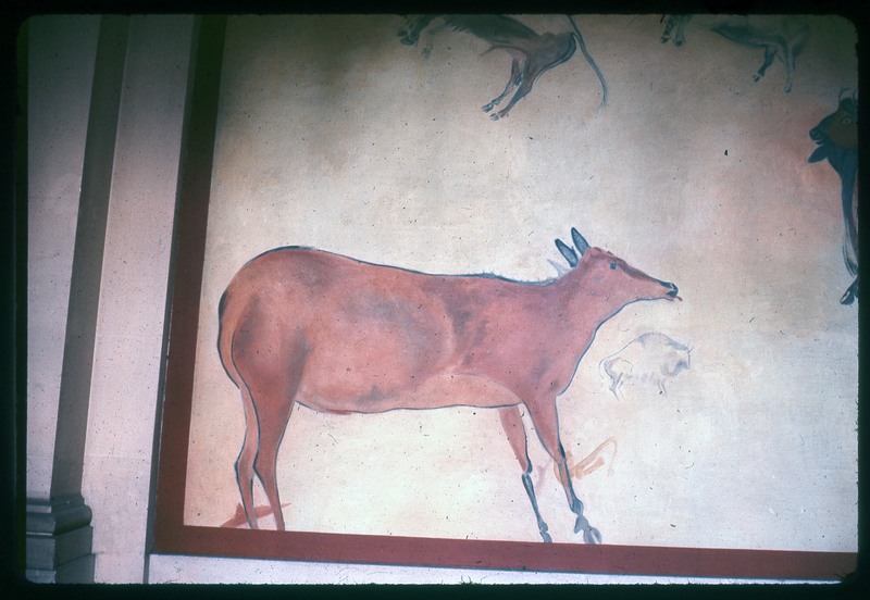 A photographic slide of a cow like animal painted onto a wall. The paintings appear ancient.