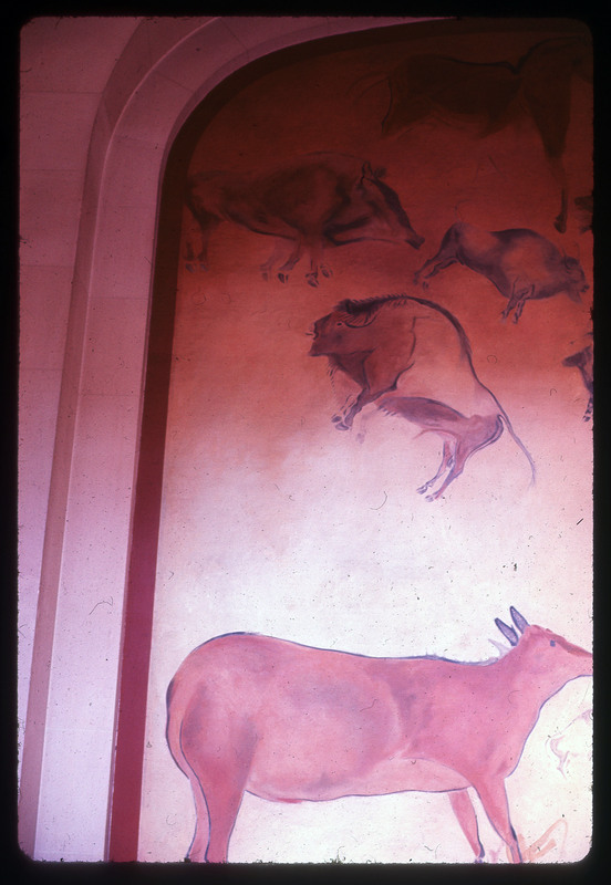 A photographic slide of a cow like animal and bulls painted onto a wall. They appear ancient.