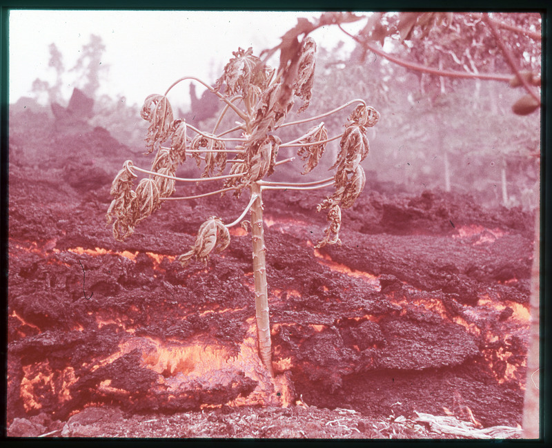 A photographic slide of lava flow cooling and a dead tree being taken over by the lava.