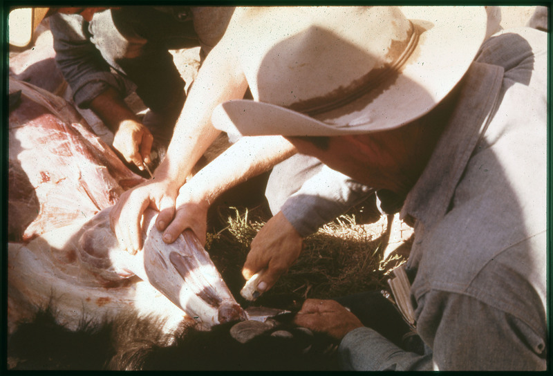 A photographic slide of a skinned bear being butchered with multiple people helping.