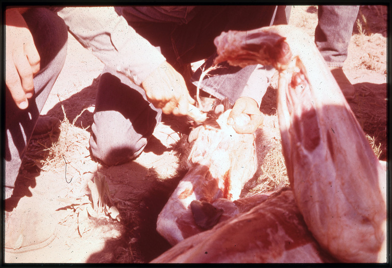 A photographic slide of people skinning the legs of a bear. The lower half of the animal is visible.