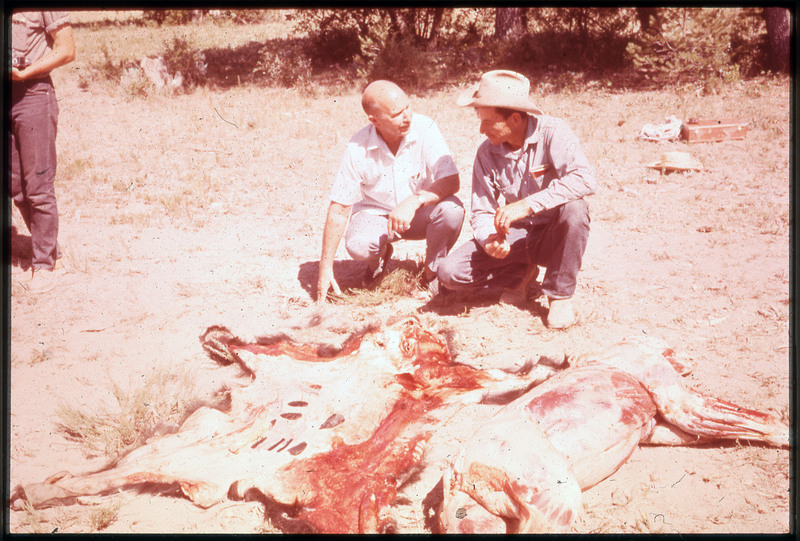 A photographic slide of Donald Crabtree and another man sitting next to the removed skin of a bear. The skinless body of the bear is visible.