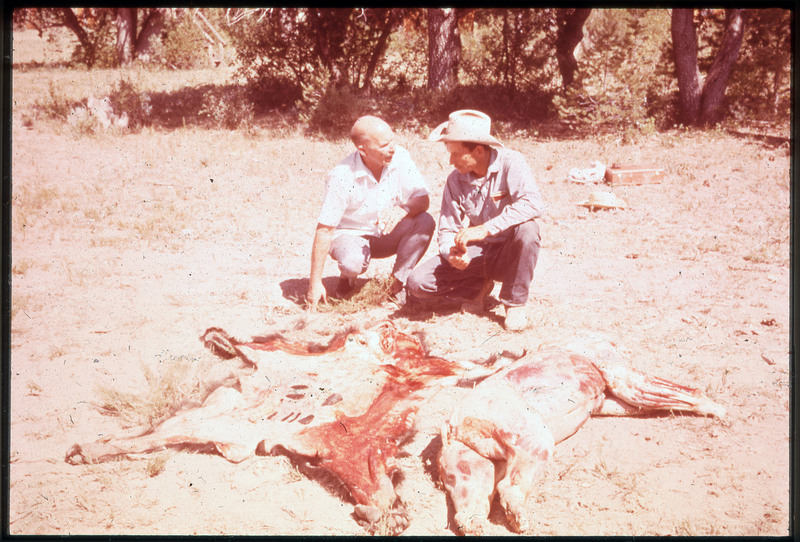 A photographic slide of Donald Crabtree and another man sitting next to the removed skin of a bear. The skinless body of the bear is visible.