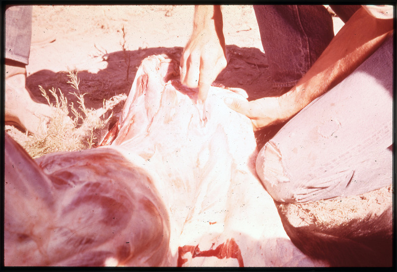 A photographic slide of a person using a blade to butcher a bear. Unable to tell which portion of the bear is being worked on.