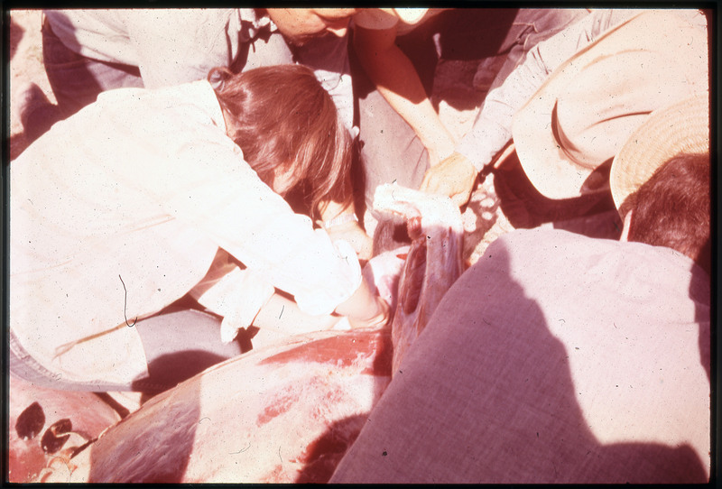 A photographic slide of many people working on butchering a bear. The bear is skinned.