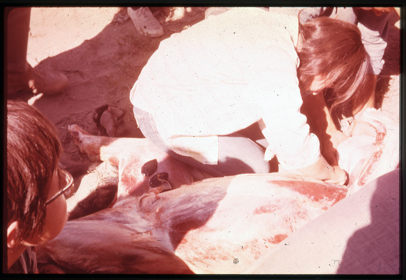 A photographic slide of many people working on butchering a bear. There are what looks like bifaces on the animals leg.