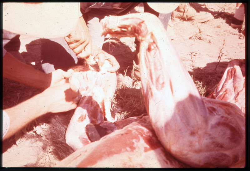 A photographic slide of a skinned bear being butchered by a person using a flintknapped biface.