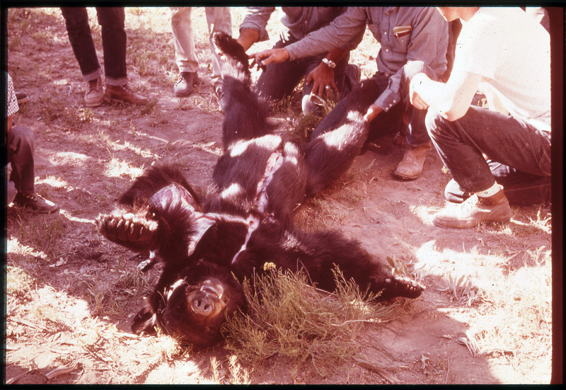 A photographic slide of a bear in the beginning stages of being skinned. The bear is cut down the belly and arms. Many people are helping.