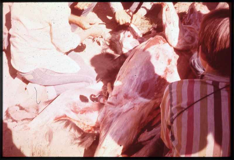 A photographic slide of a bear being skinned using a flintknapped biface. Many people are helping.