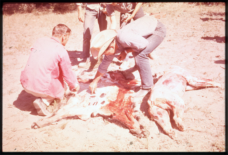 People looking at the skin of a bear. The skinless bear is in the dirt next to the skin.